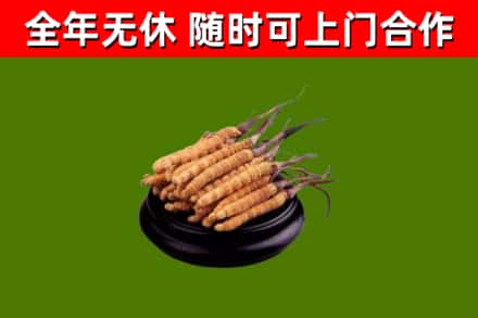 建平回收散虫草